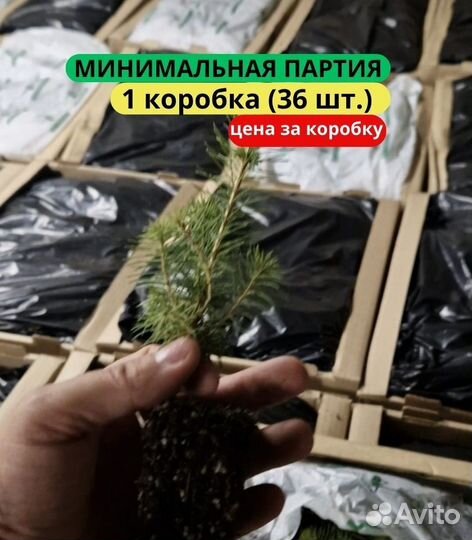 Саженцы ели зкс