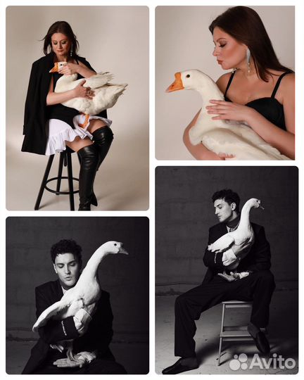 Фотосессия: Петух, курица,гусь,коза