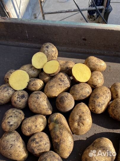 Продам картофель