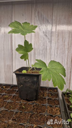 Дельфиниум