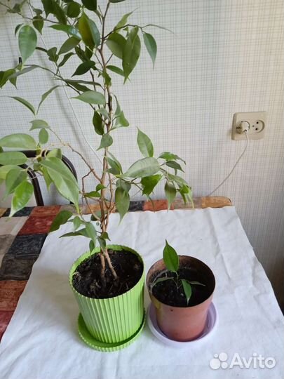 Фикус бенджамина