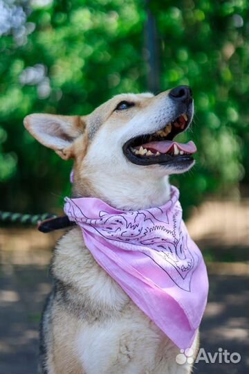 Собака в дар. Красавица принцесса Кэтрин