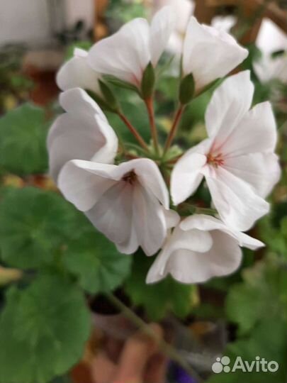 Пеларгония