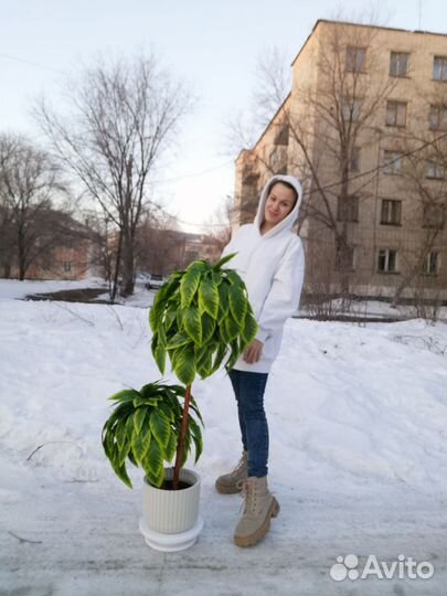 Манго пёстрый искусственный