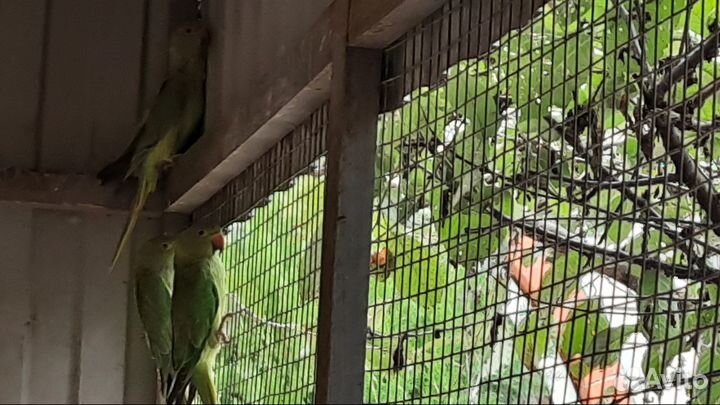 Ожереловый попугай