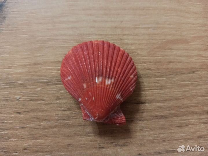 Морская раковина