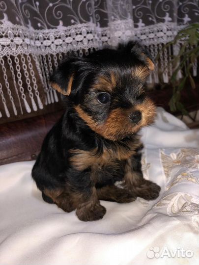 Йоркширский терьер