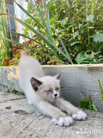 Котенок 2 месяца