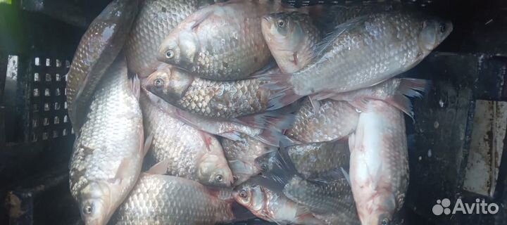 Живая рыба карп, сазан, карась, толстолоб и амур