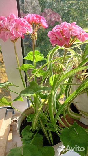 Герань пеларгония цветущее растение, хлорофитум