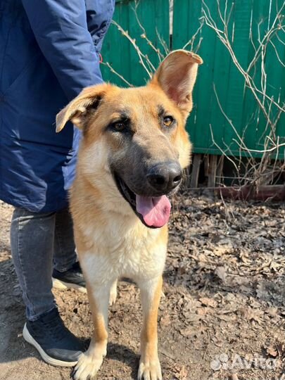 Честеру плохо без людей