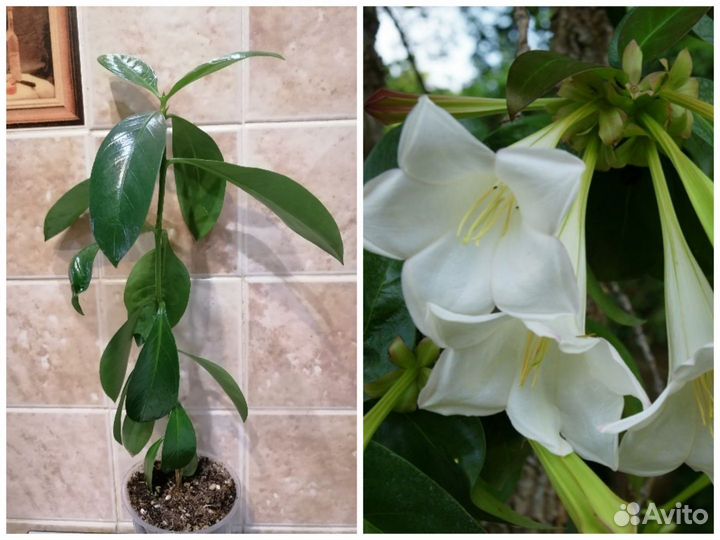 Редкие комнатные растения