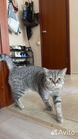 Британская кошка