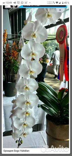 Орхидея детка