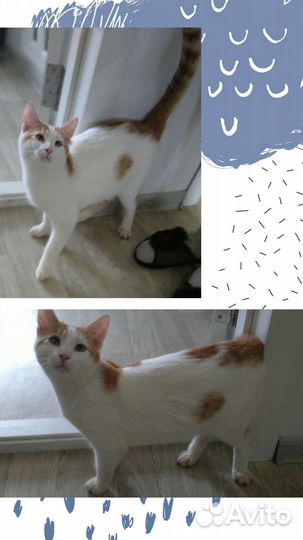 Рыже-белый мальчик в добрые руки