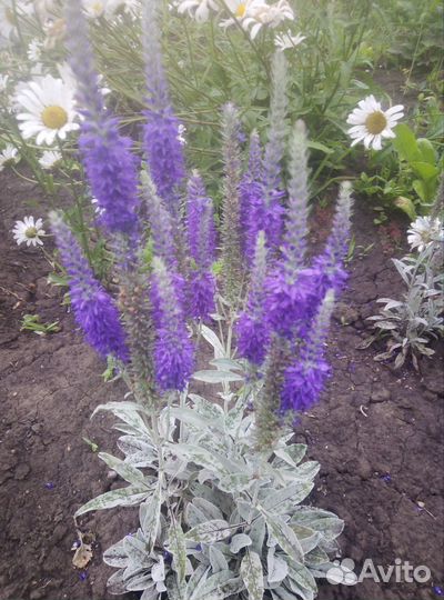 Вероника, ромашка