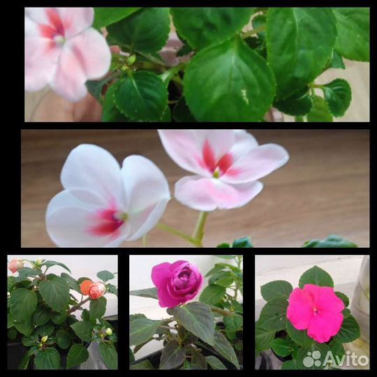 Бальзамины сортовые