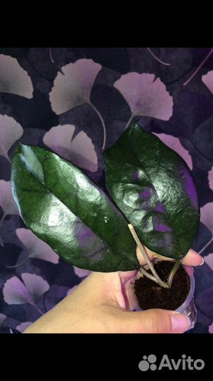 Хойя, укорнненные хойи каудата оранж, керри спот