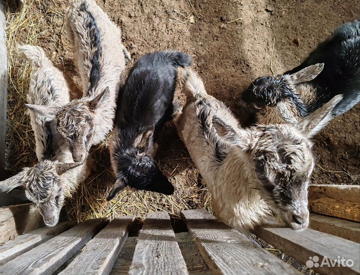 Коза дойная с козлятами