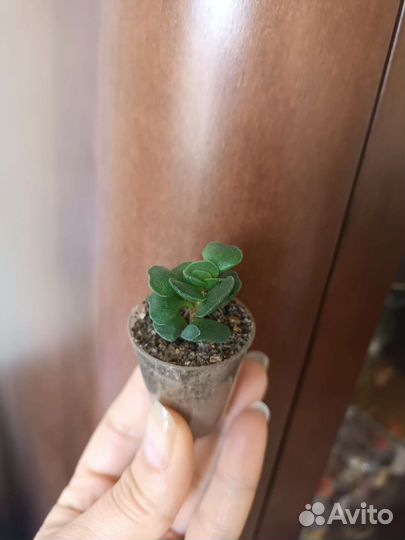 Адромискус разные сорта