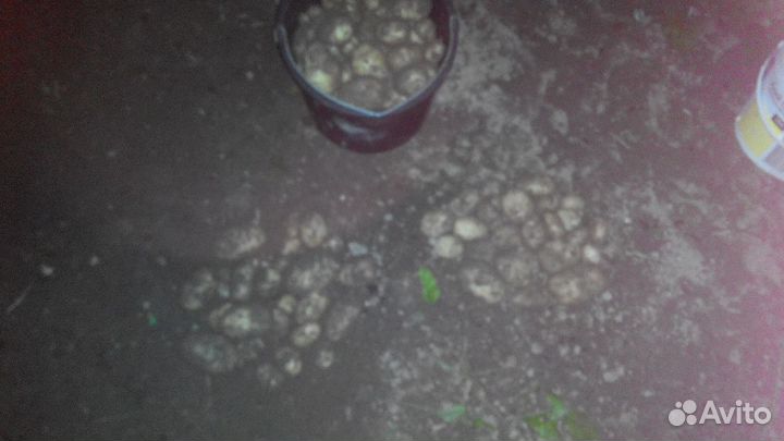 Картофель Сынок (клубни) 1 линии на посадку