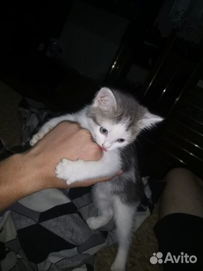 Кот 4й месяц