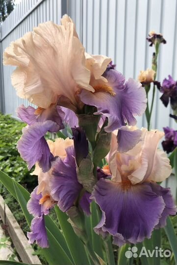 Ирисы бородатые