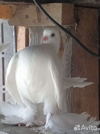 Продажа голубей статные