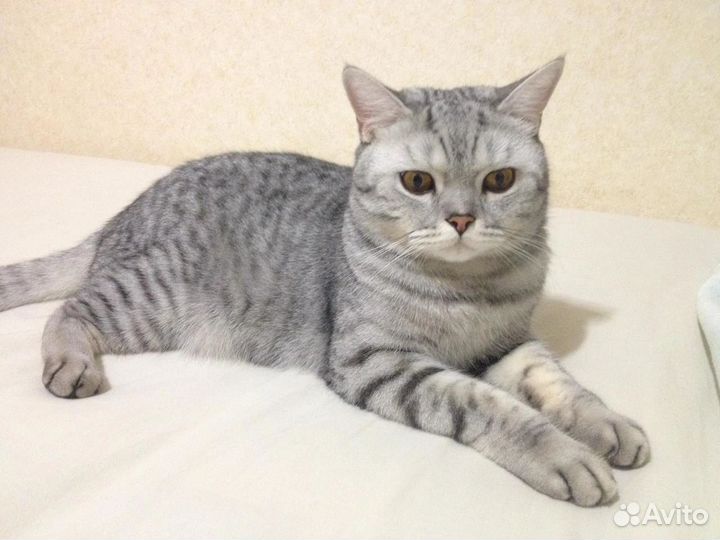Котик В добрые руки