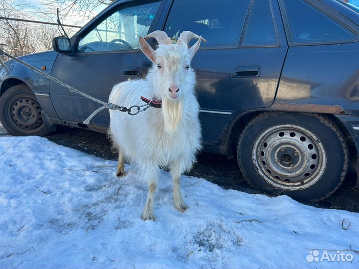 Продам козлов