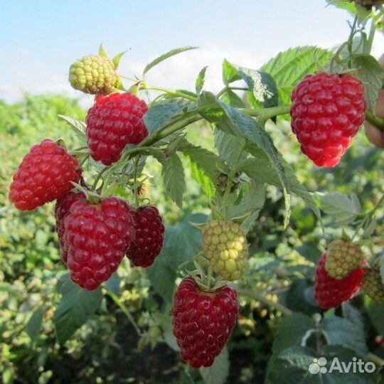 Малина кустом