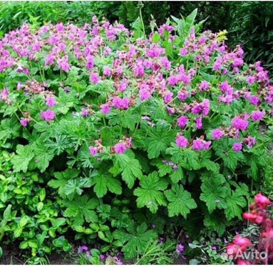 Герань садовая уличная(вечно зелёная)