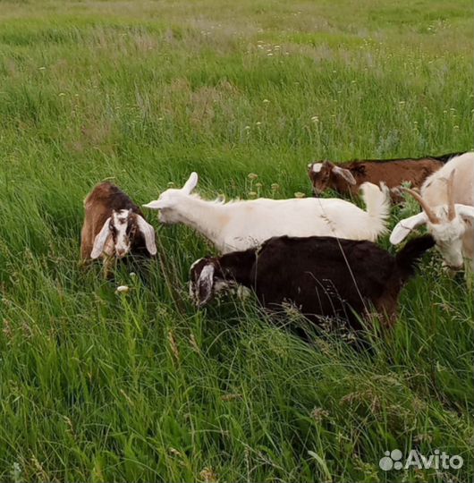 Продаются козлята