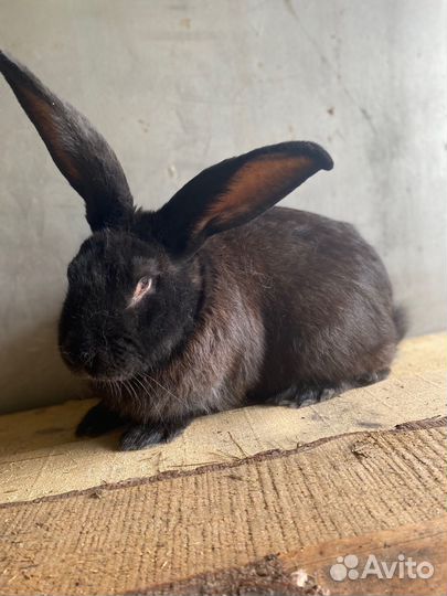 Кролики мясных пород