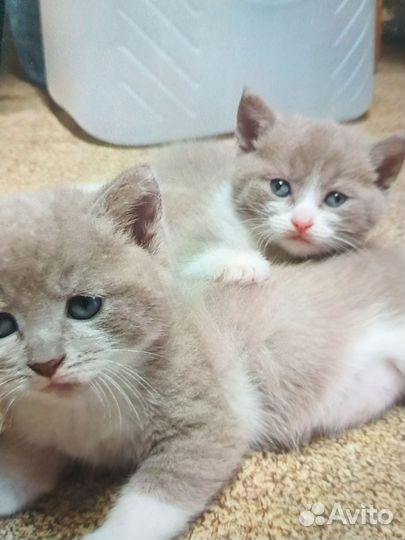 Кошка в дар бесплатно