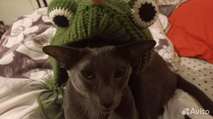 Шапка-жабка