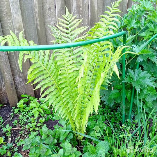 Папоротник садовый Страусник