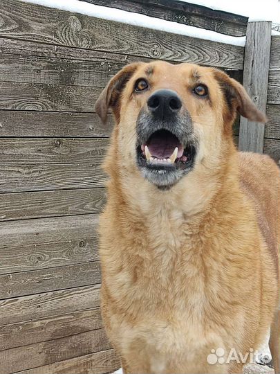 Собака из приюта хочет домой