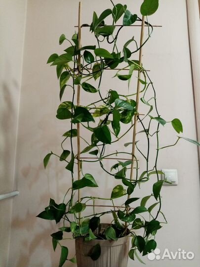 Сциндапсус