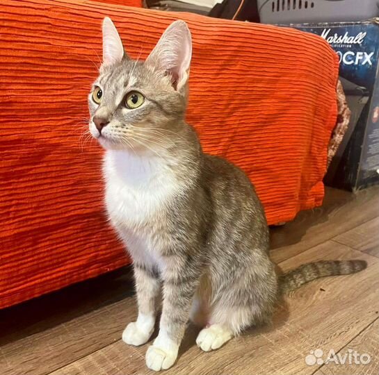 Кошечка Грейс из гаражей. Принцесса ждёт чудо