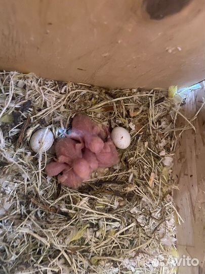 Попугаи неразлучники фишера и масковые