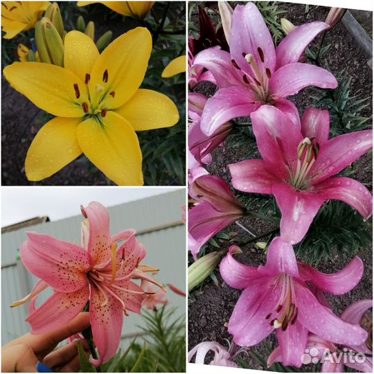 Лилии луковицы