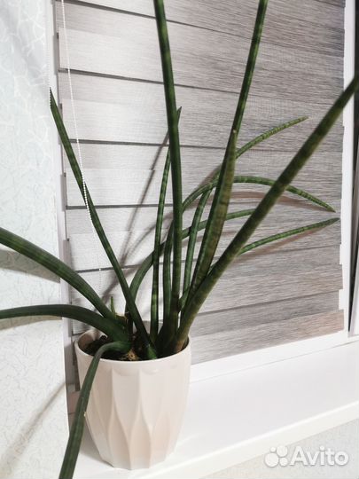 Сансевиерия цилиндрика