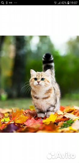 Передержка кошек