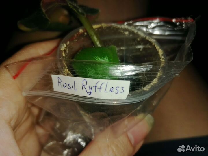 Фиалки детки