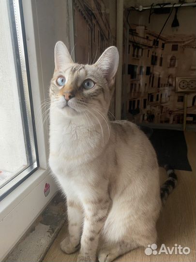 Бенгальская кошечка ищет жениха