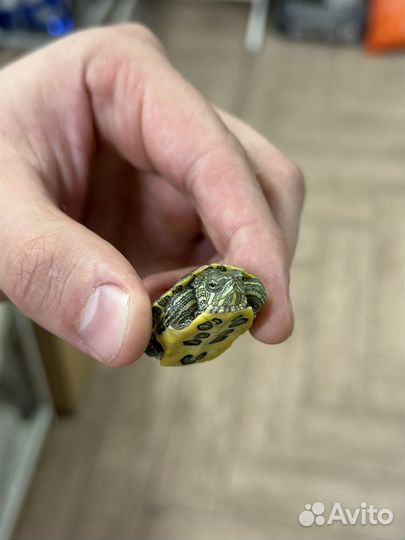 Красноухая черепаха маленькая