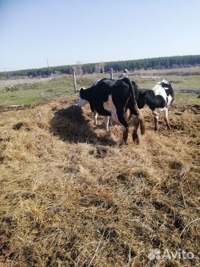 Коровы дойные с телятами
