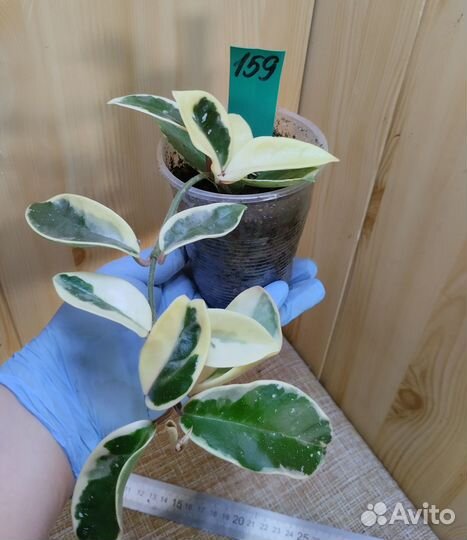 Хойя кримсон квин