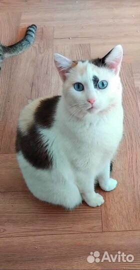 Машенька в добрые ручки